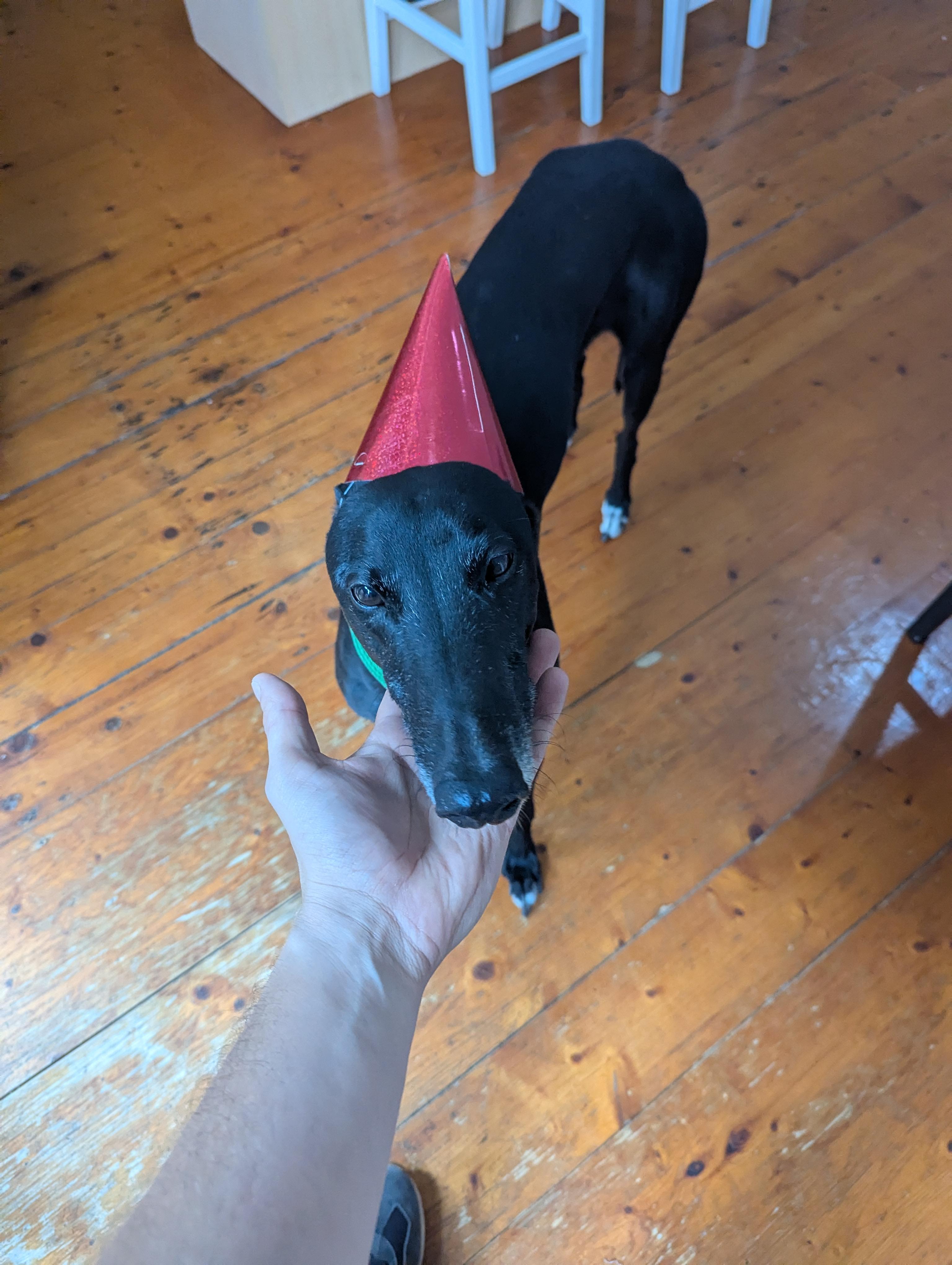 Nacho wearing a party hat